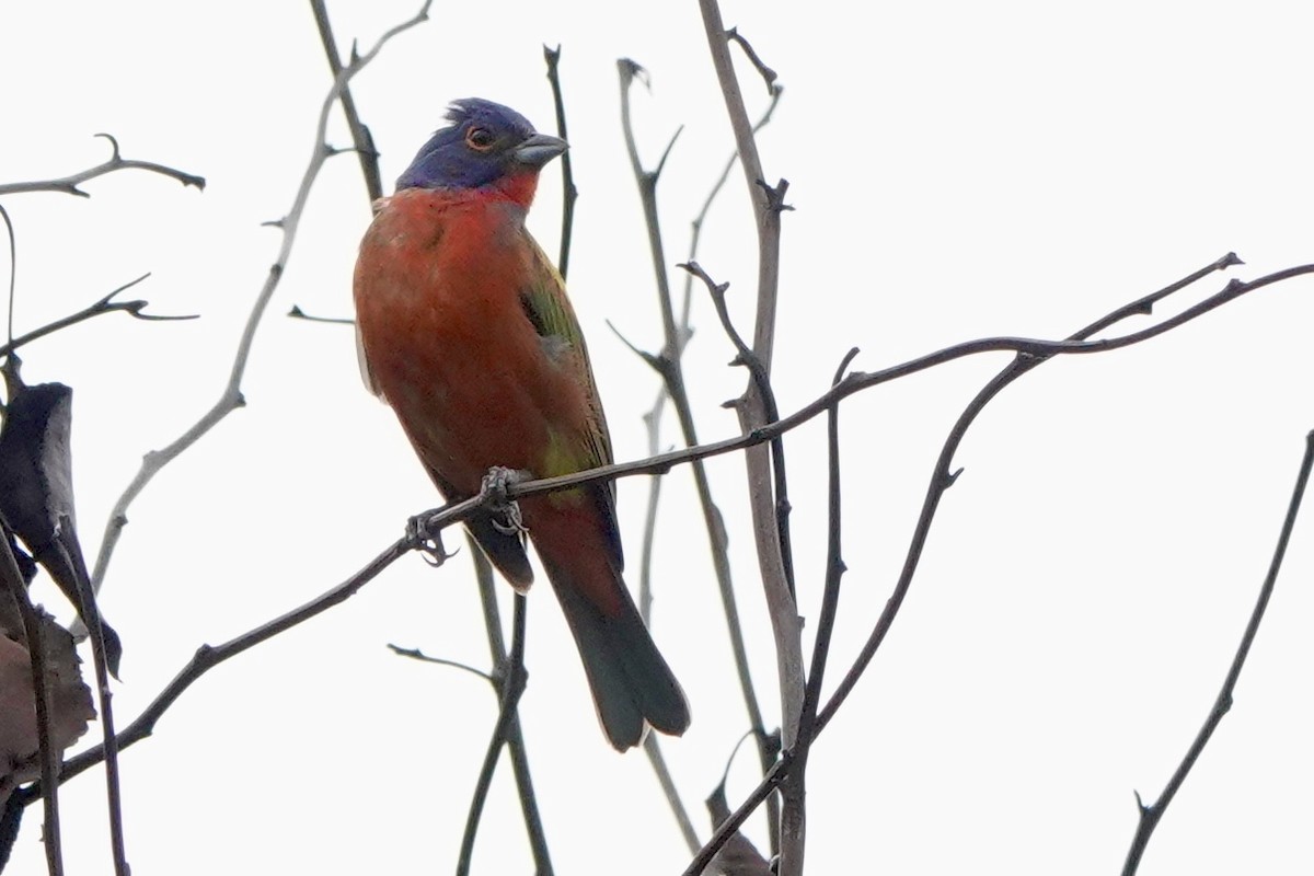Painted Bunting - ML471563331
