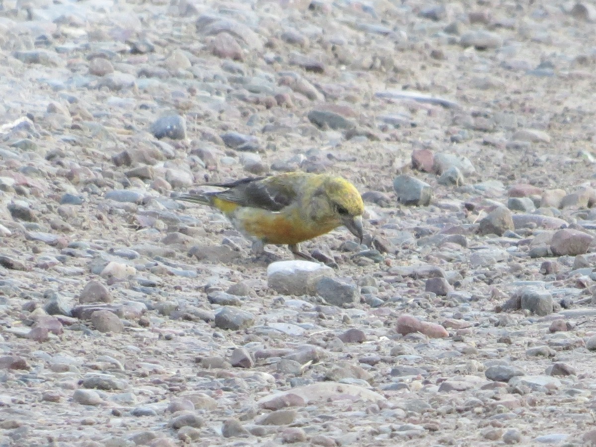 Red Crossbill - Sharon Somers