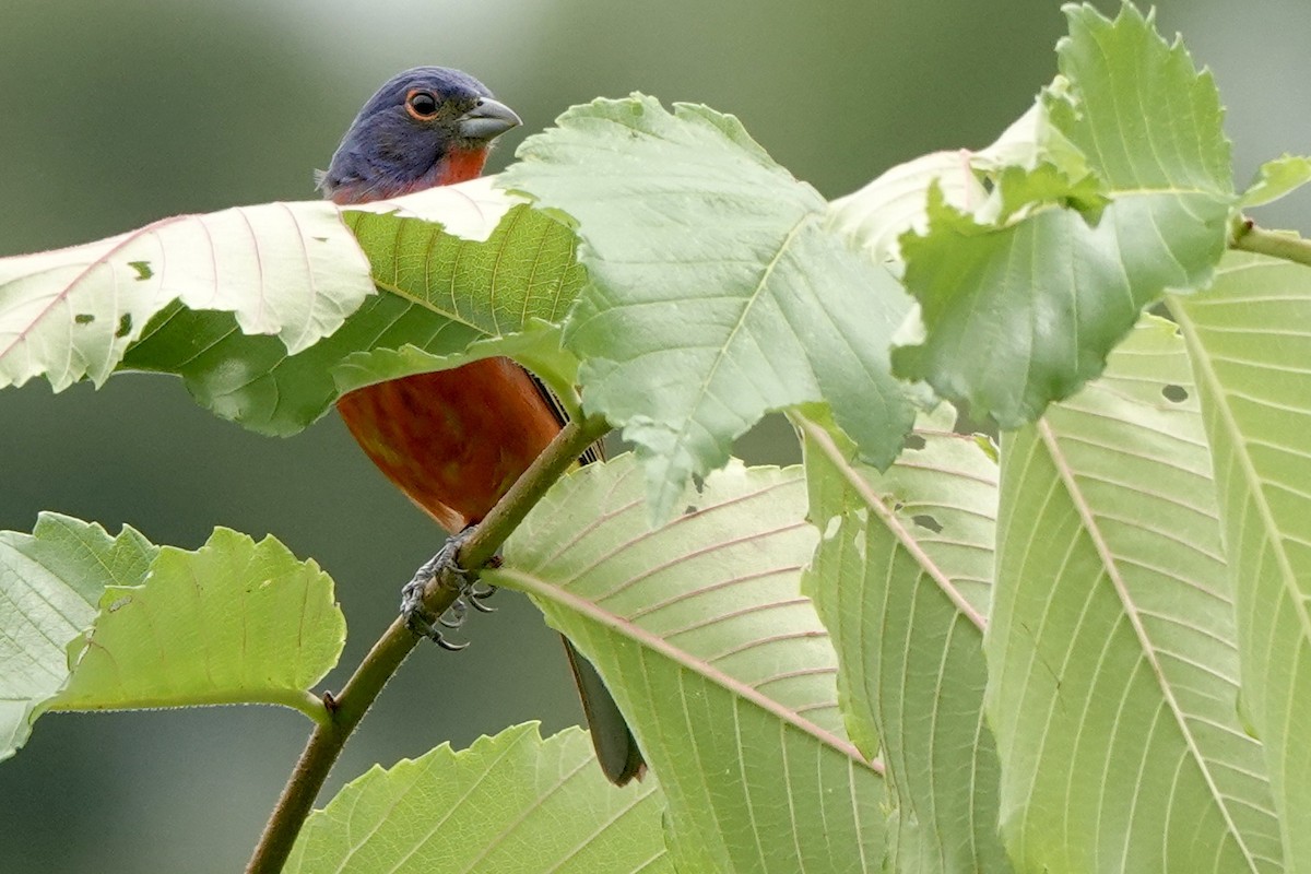 Painted Bunting - ML471563581