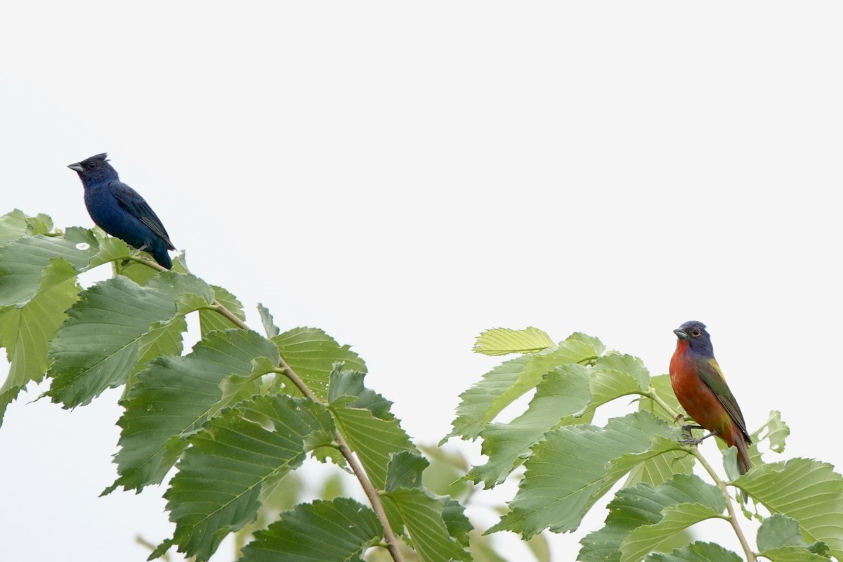Painted Bunting - ML471563651