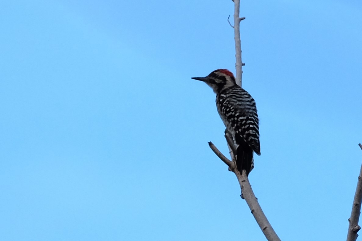 Ladder-backed Woodpecker - Ben Bright