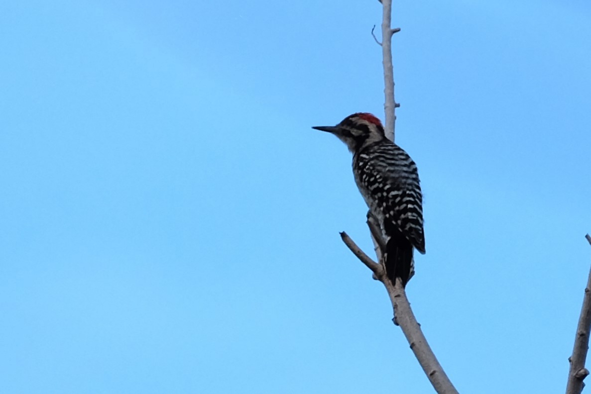 Ladder-backed Woodpecker - ML471563701