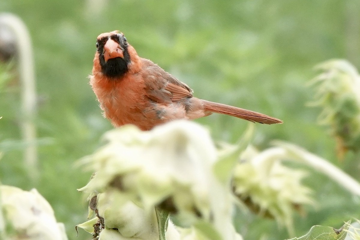 Northern Cardinal - ML471563731