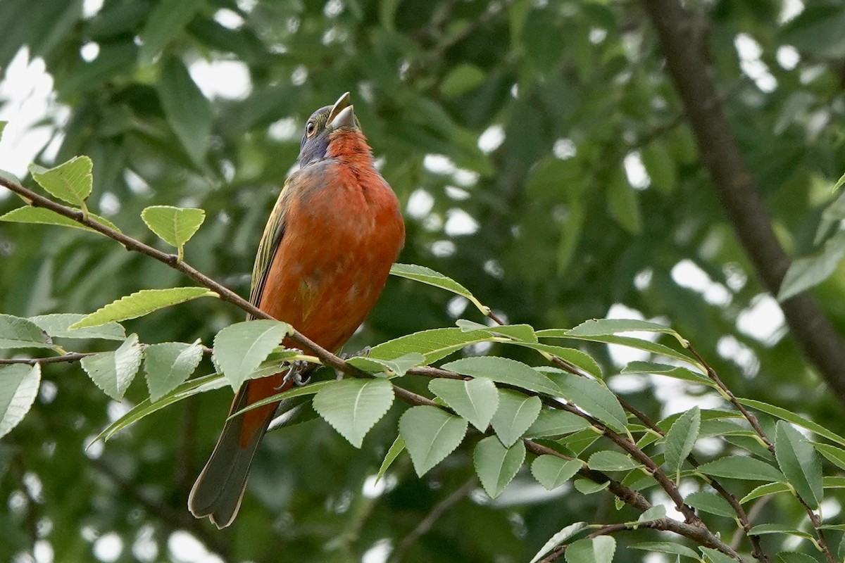 Painted Bunting - ML471563771