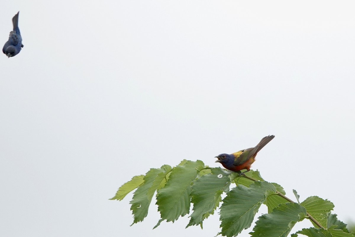 Painted Bunting - ML471564071