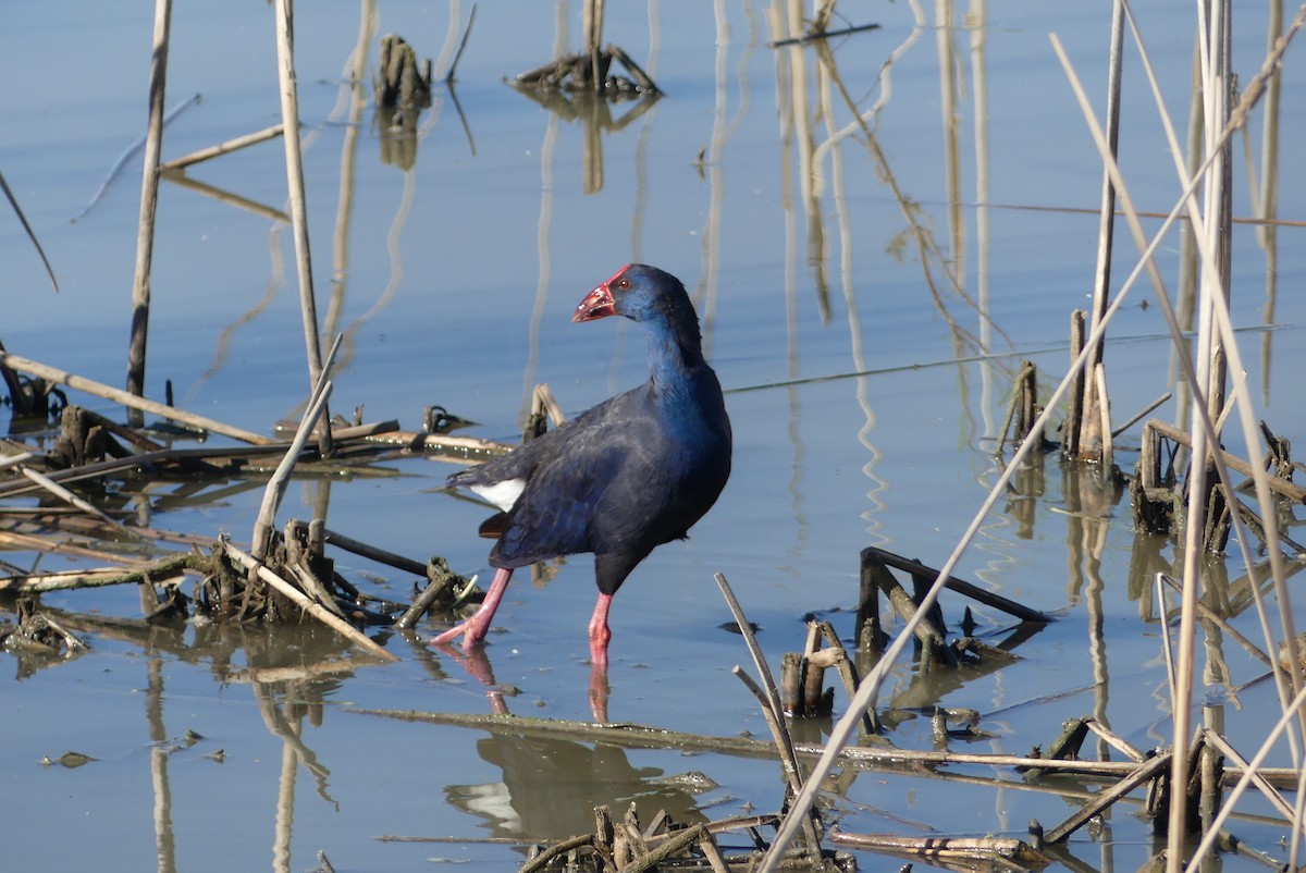 Western Swamphen - Toby Phelps