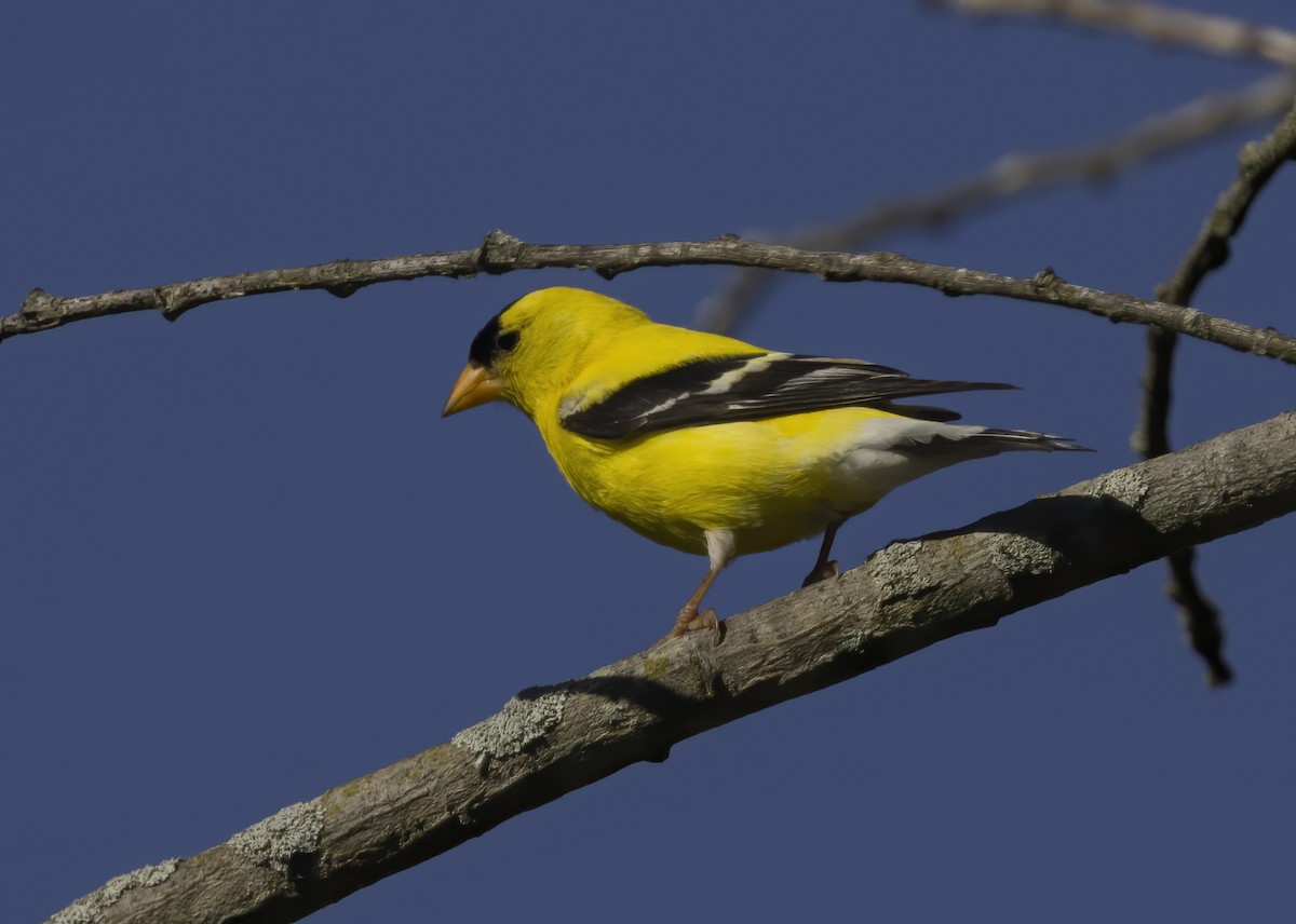 American Goldfinch - ML471564931