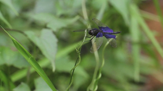 Dragonflies and Damselflies - ML471565