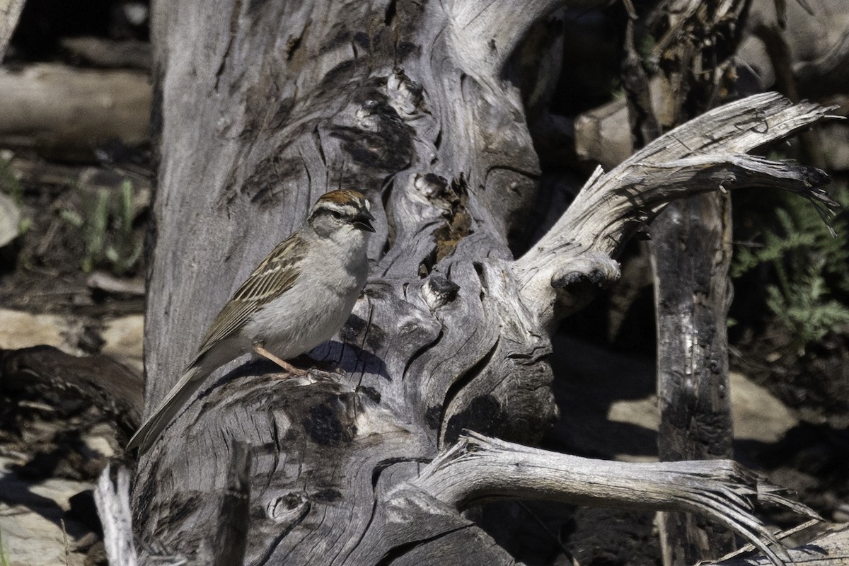 Chipping Sparrow - ML471565241