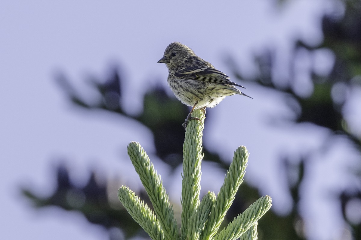 Pine Siskin - ML471566501