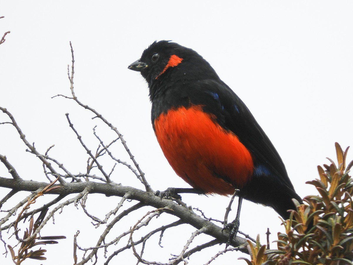 Scarlet-bellied Mountain Tanager - ML471567571