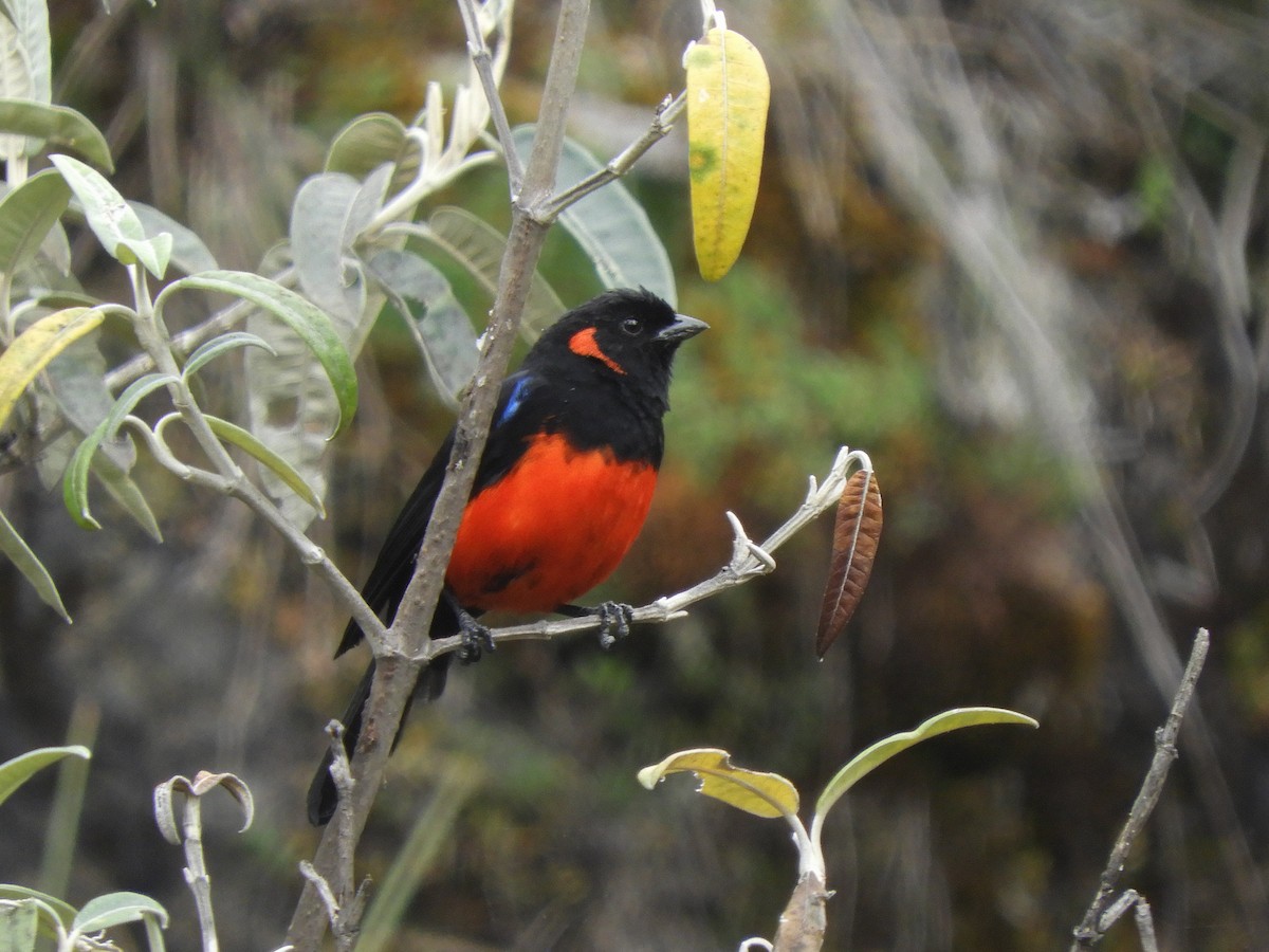 Scarlet-bellied Mountain Tanager - ML471567581