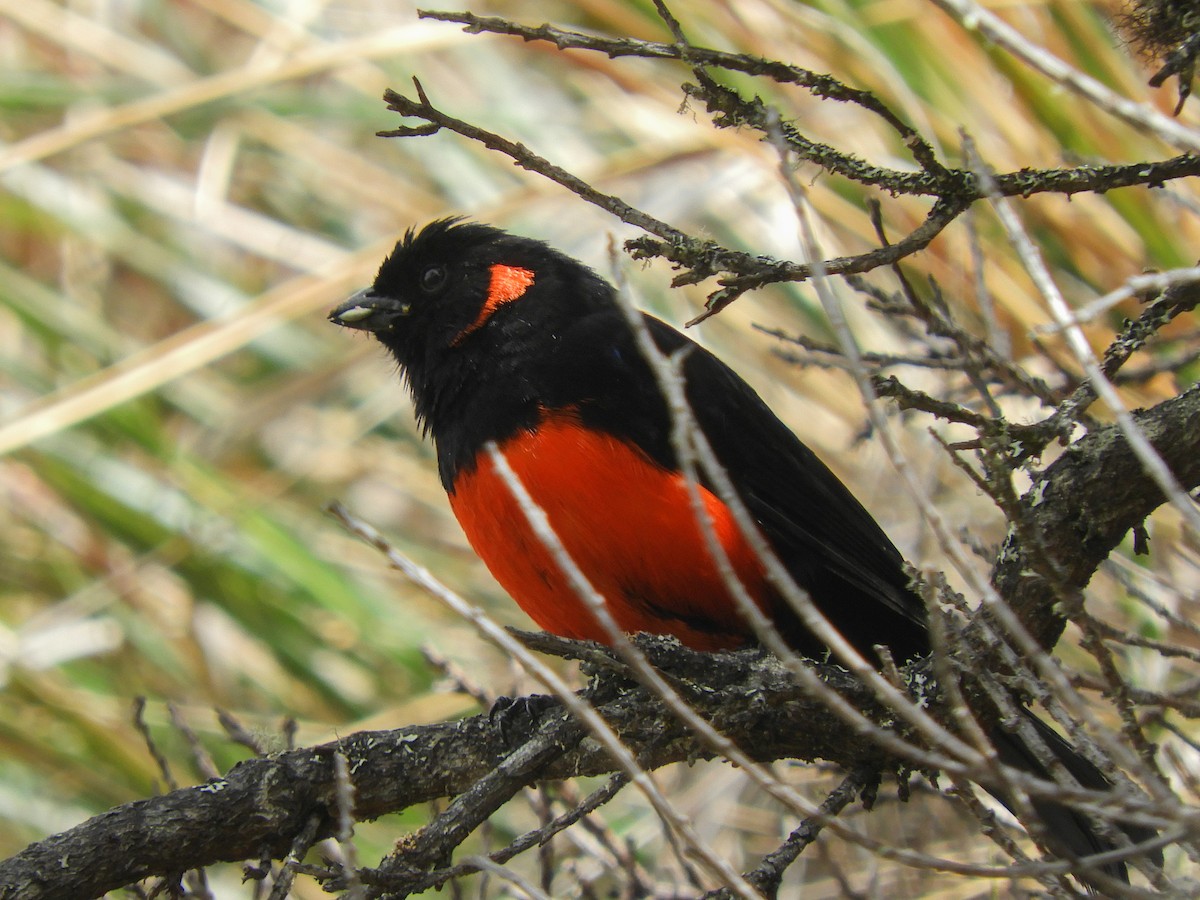 Scarlet-bellied Mountain Tanager - ML471567591