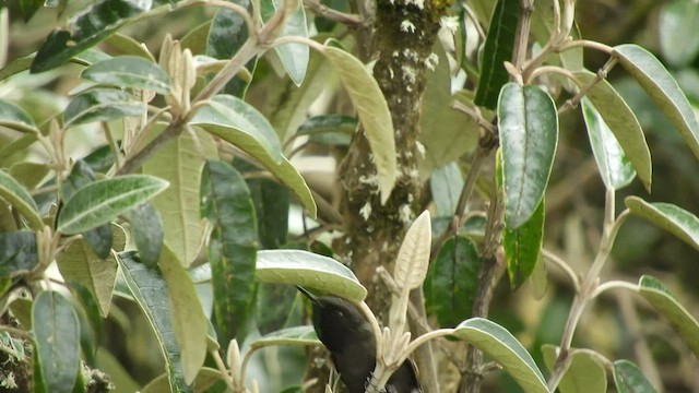 Blue-mantled Thornbill - ML471568711