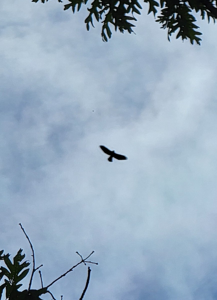 Broad-winged Hawk - ML471570401