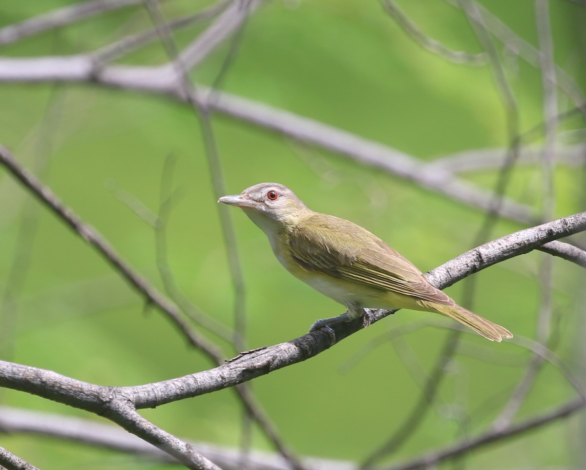 Vireo Verdiamarillo - ML471571001