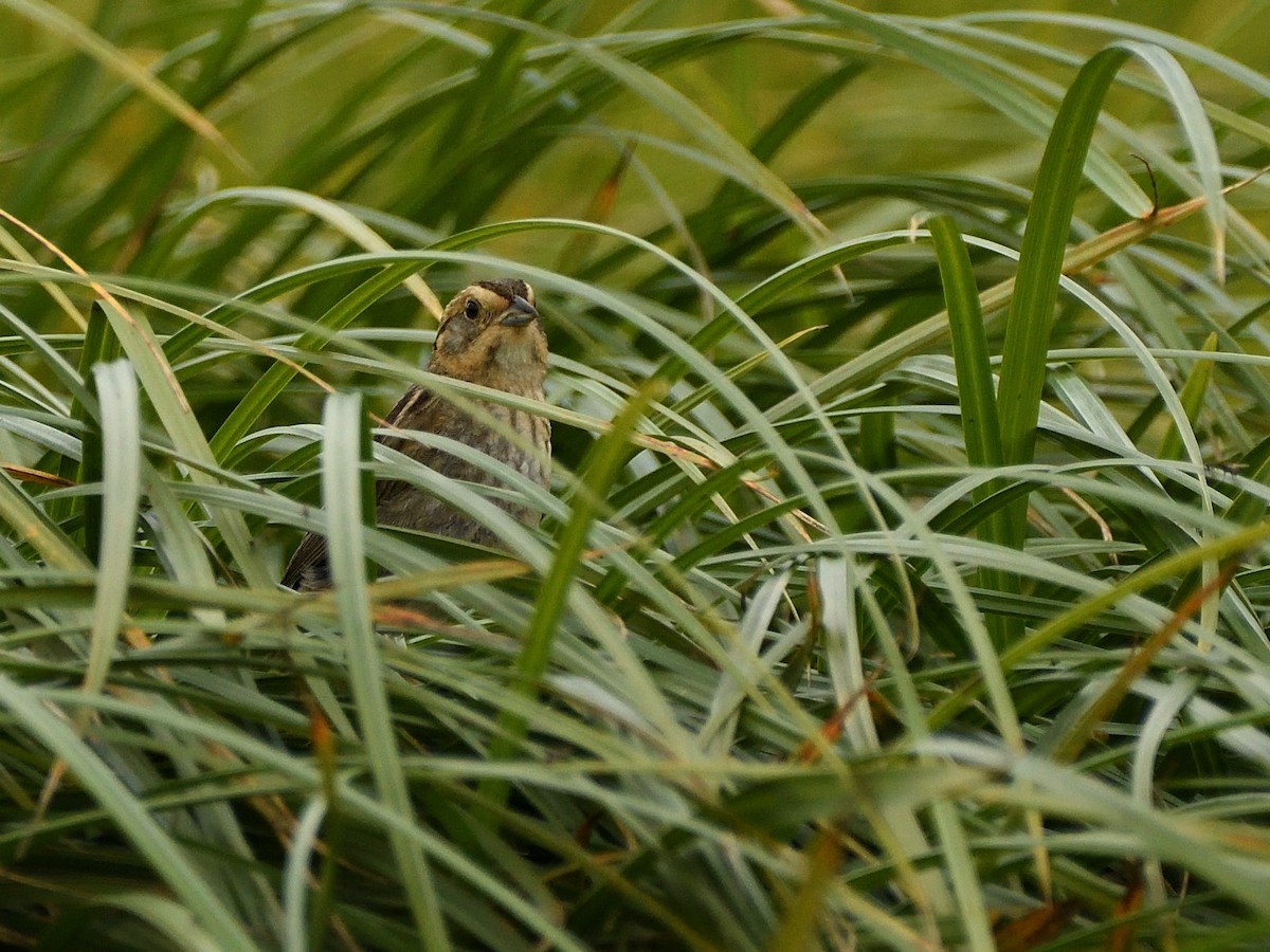 Nelson's Sparrow - ML471571701