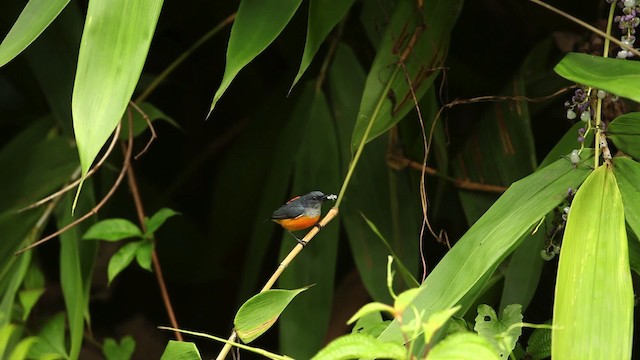 Orange-bellied Flowerpecker - ML471572