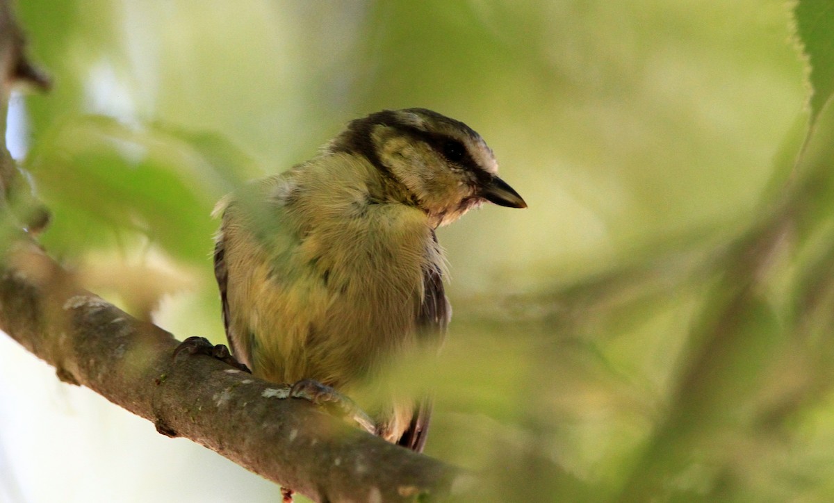 Eurasian Blue Tit - ML471572471