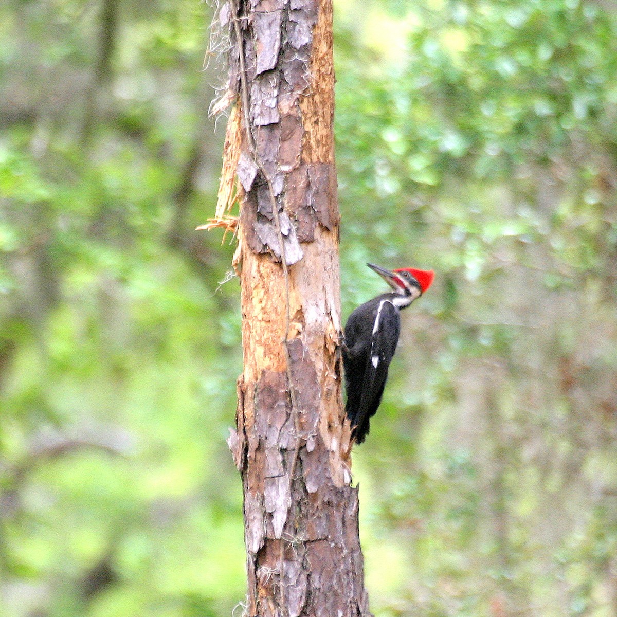 Pileated Woodpecker - ML471573351