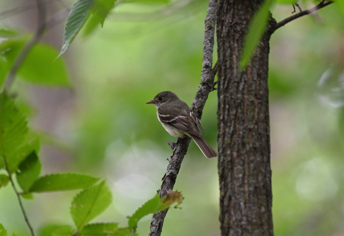 Least Flycatcher - ML471573391