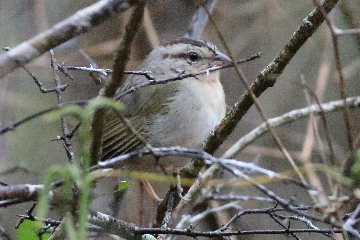 Olive Sparrow - Mark L. Hoffman