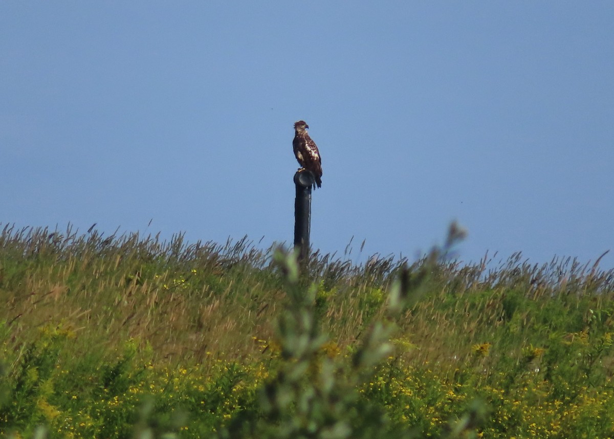 Bald Eagle - ML471574551