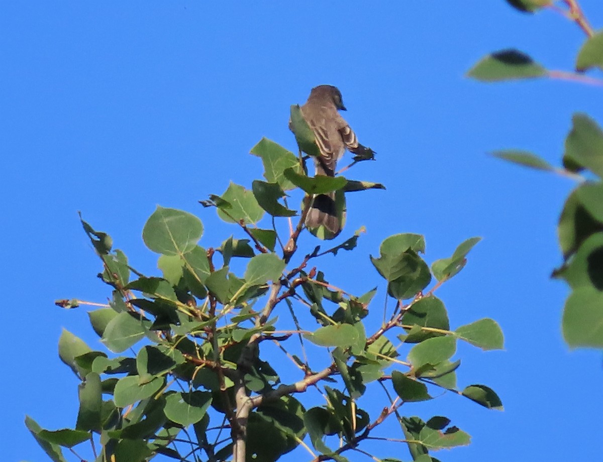 Empidonax sp. - ML471574731