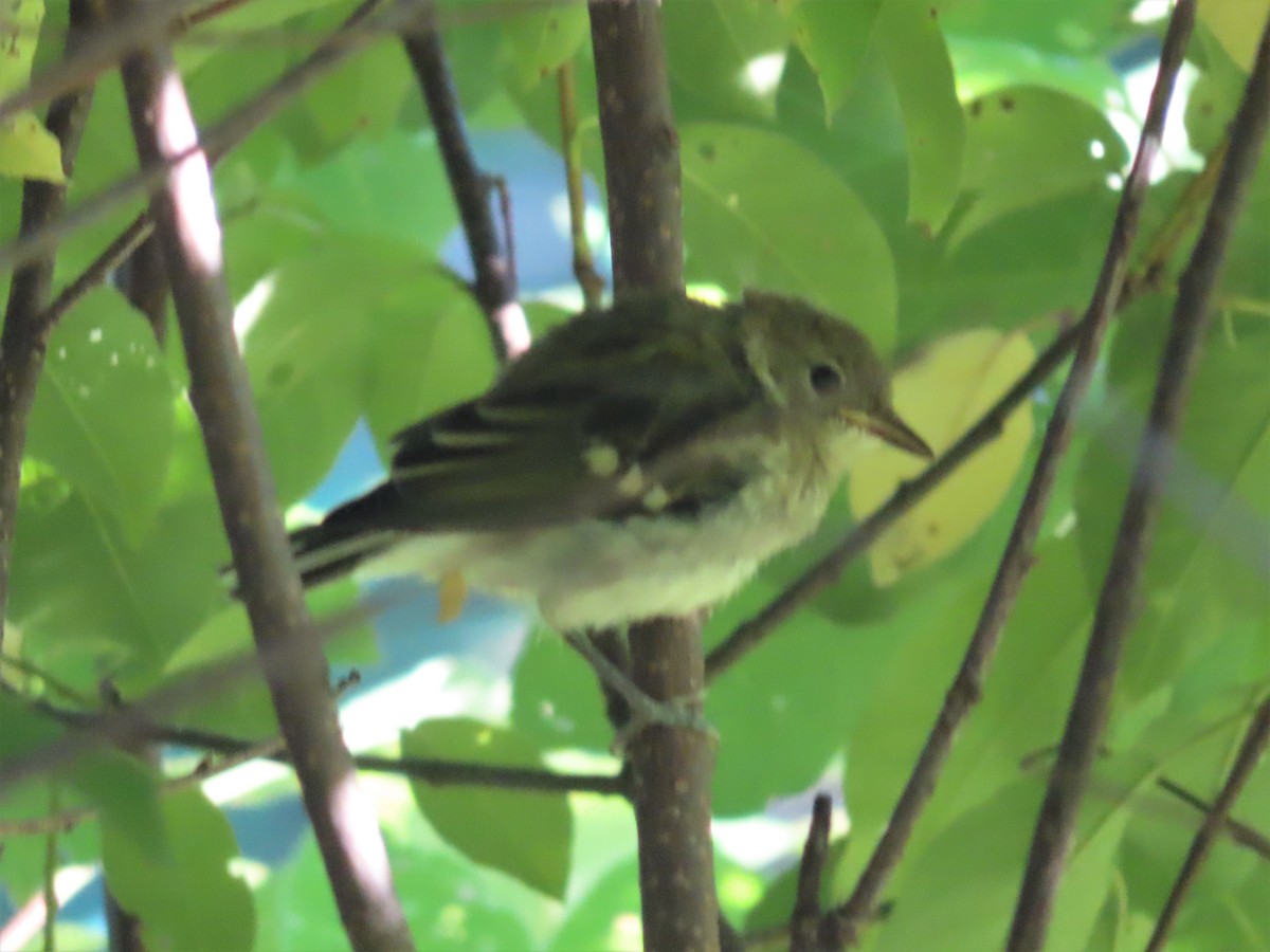 Ruby-crowned Kinglet - ML471574811