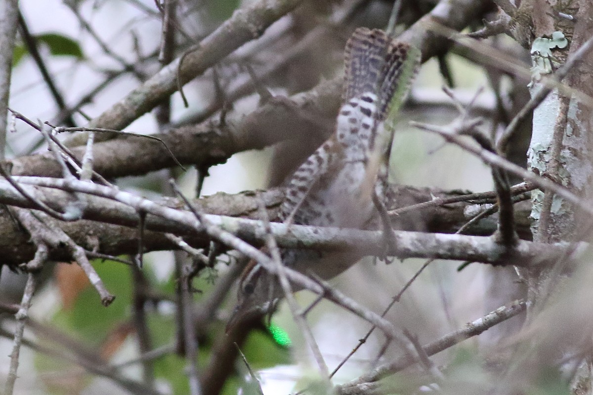 Banded Wren - ML471575111