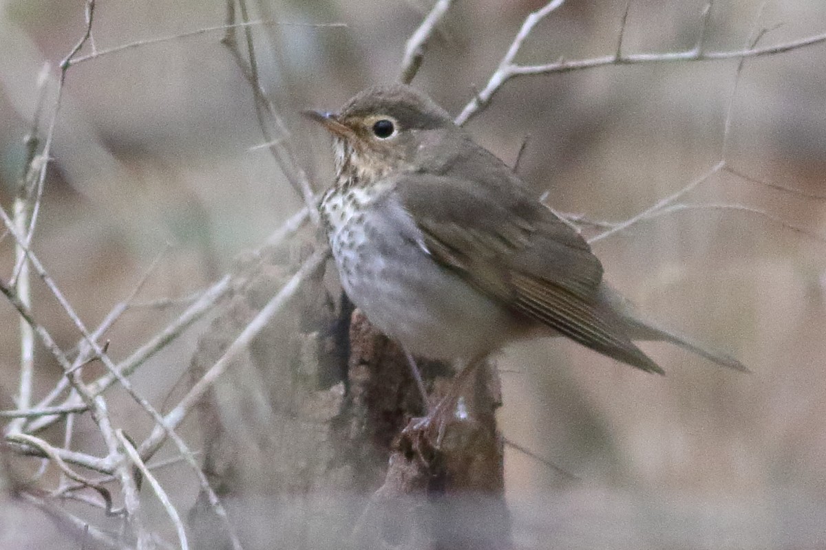 Swainson's Thrush - ML471575251