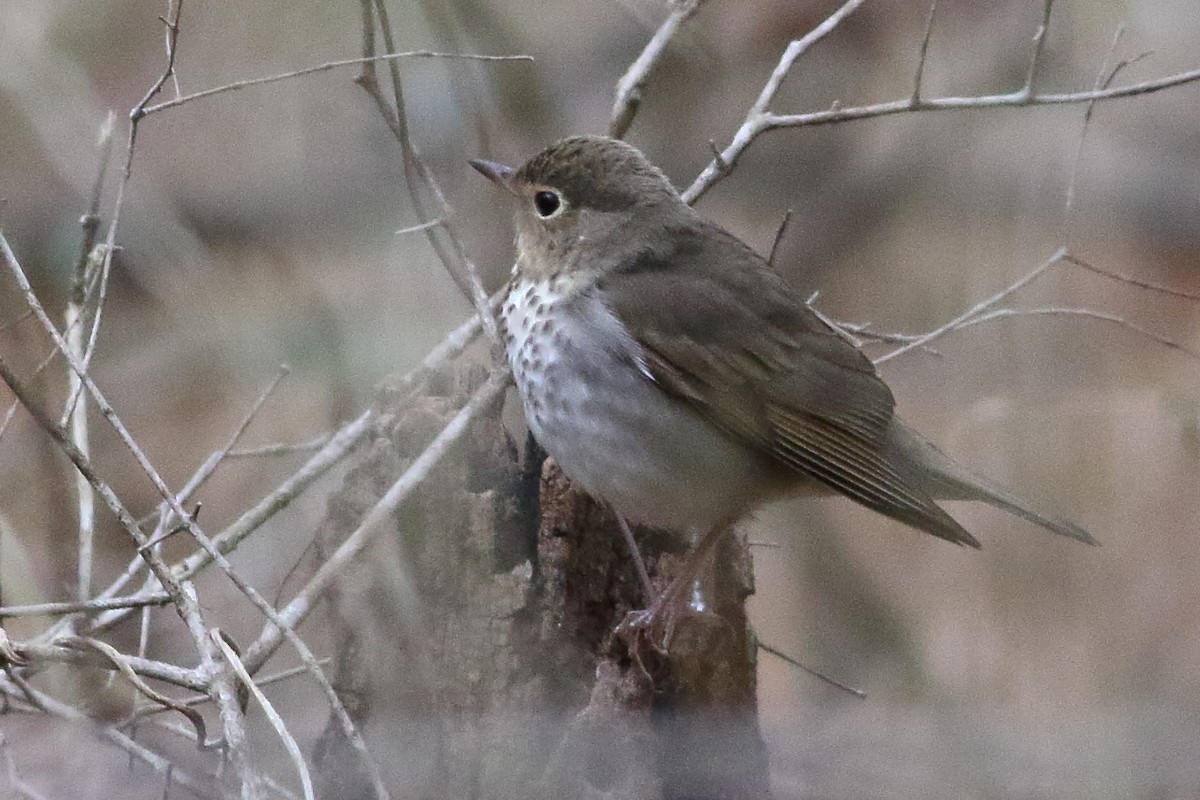 Swainson's Thrush - ML471575271