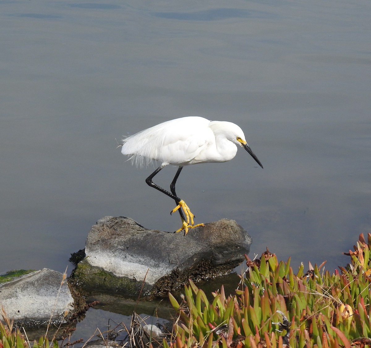 Snowy Egret - Anonymous