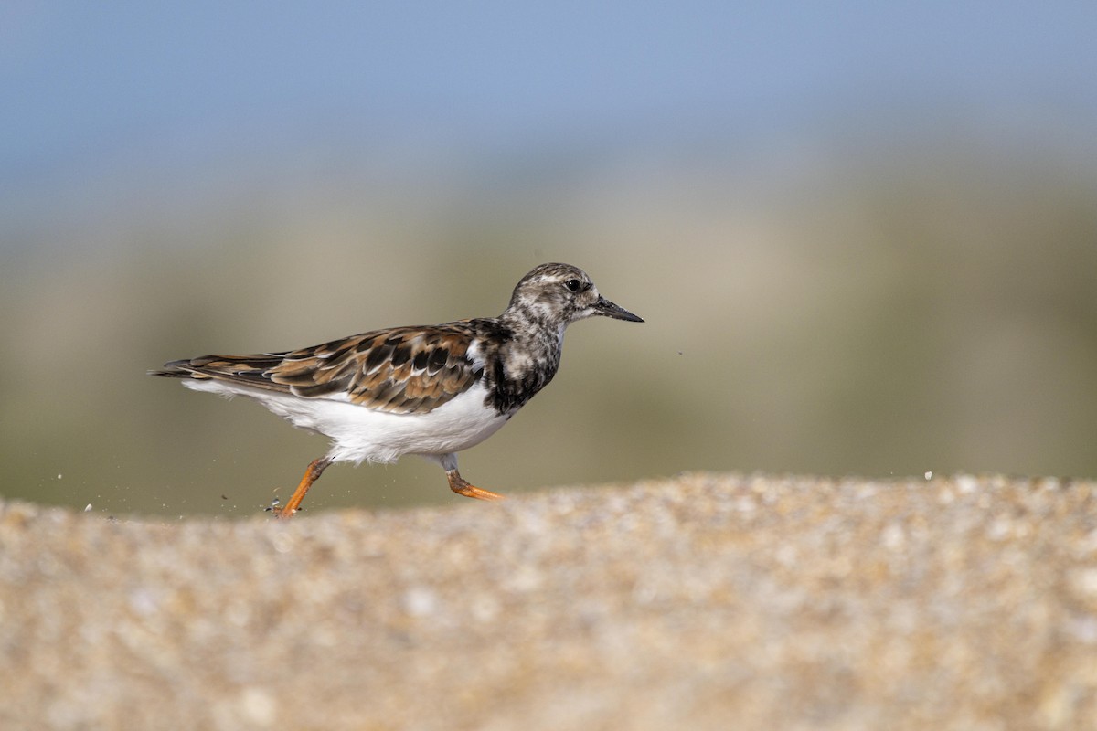 Ruddy Turnstone - ML471575591