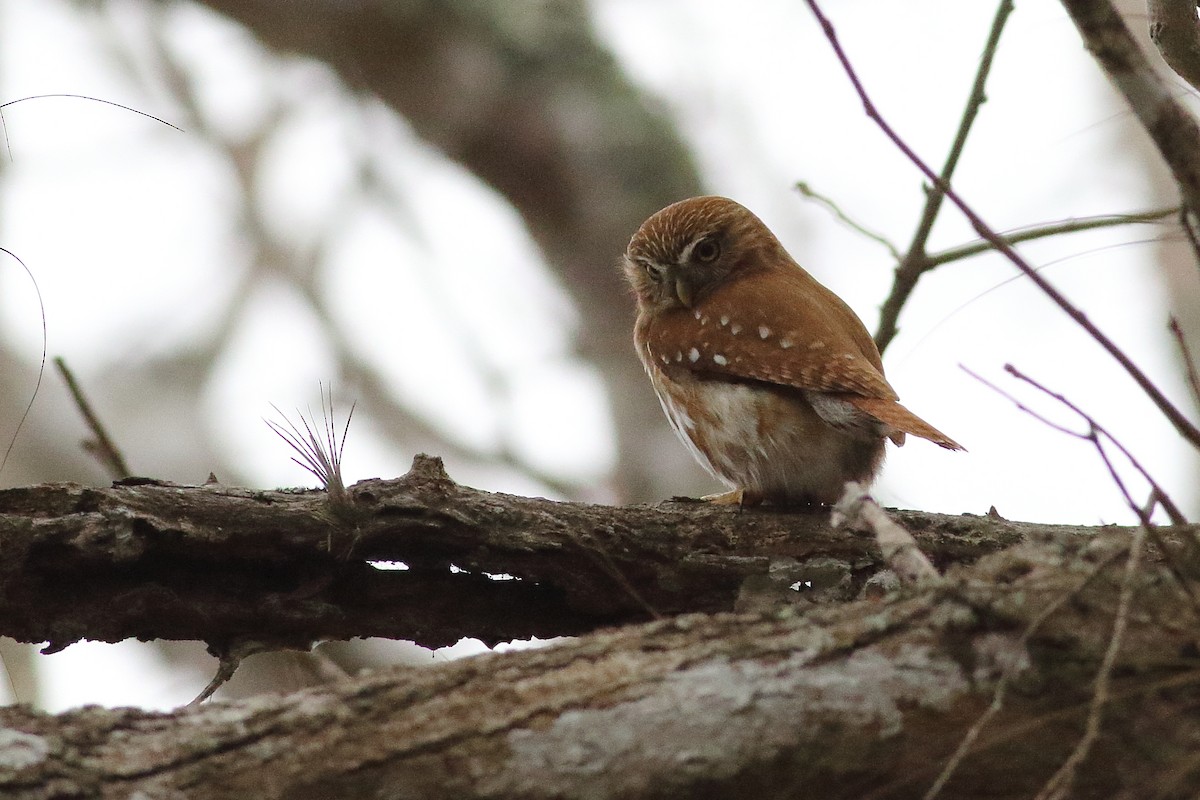 Ferruginous Pygmy-Owl - ML471575821