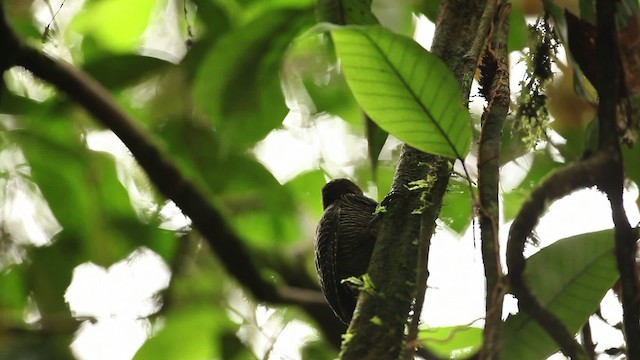 Buff-necked Woodpecker - ML471576