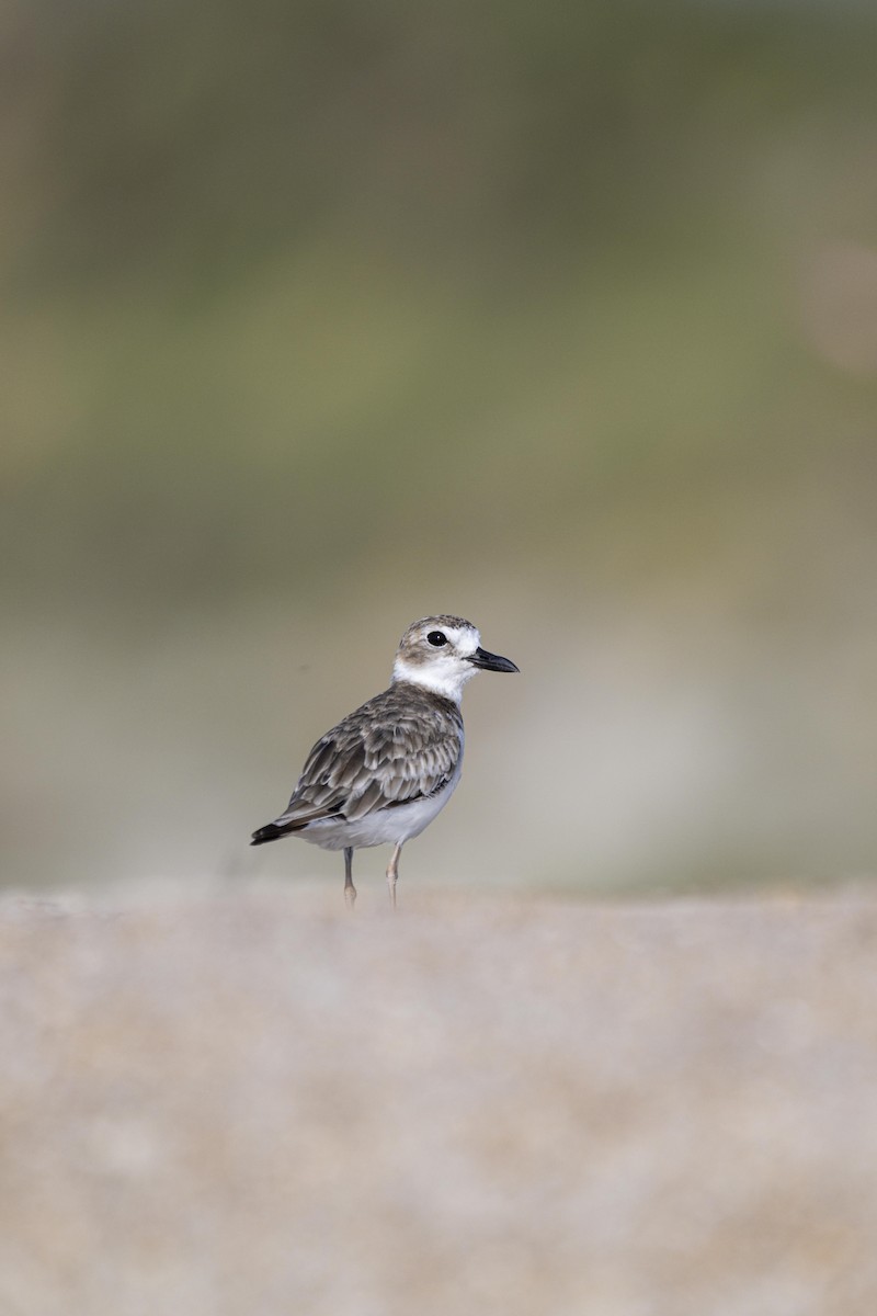 Wilson's Plover - ML471576031