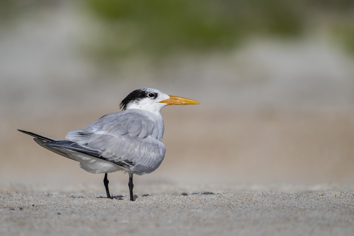 Royal Tern - ML471576191