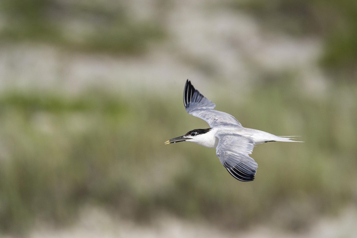 Sandwich Tern - ML471576381