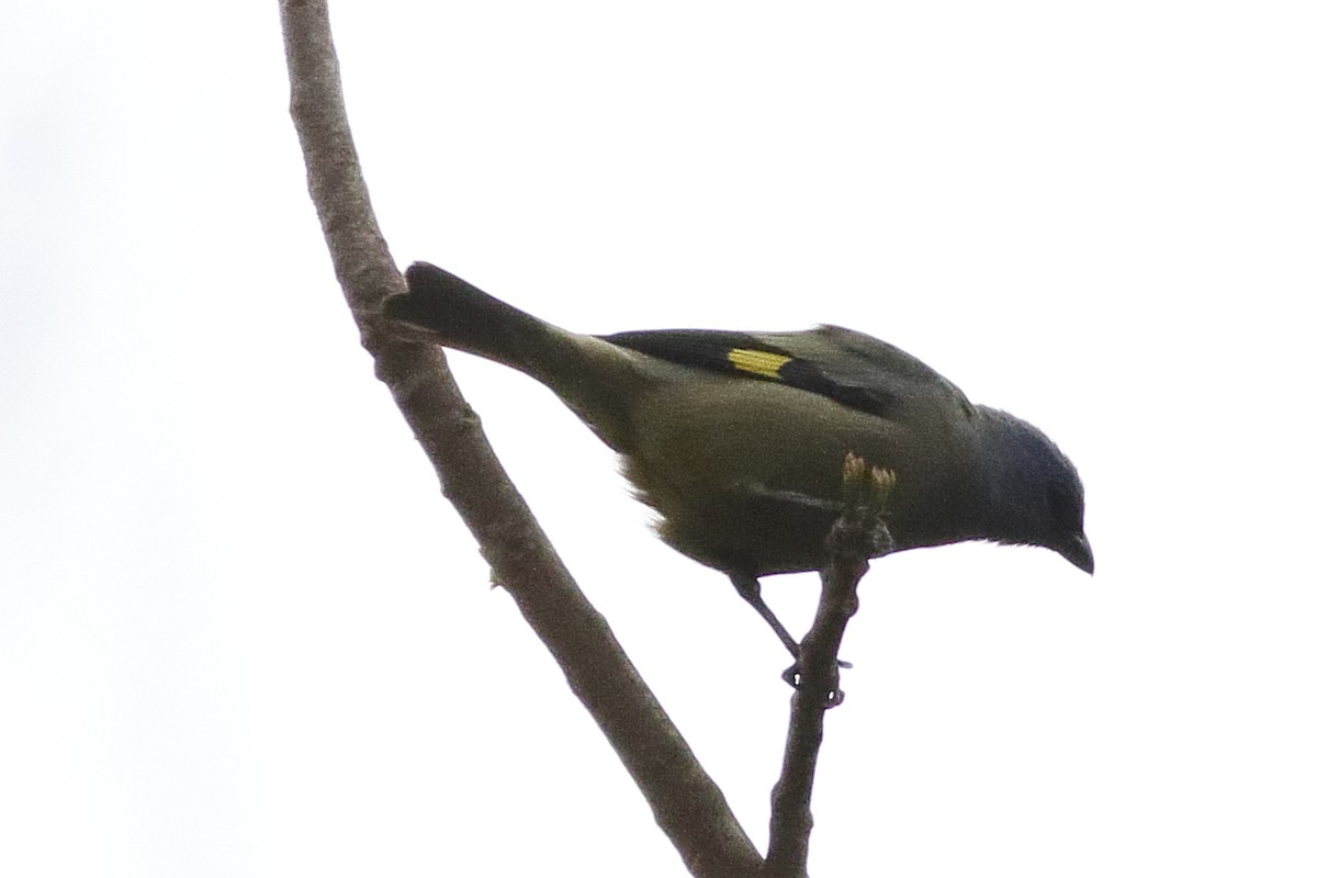 Yellow-winged Tanager - Mark L. Hoffman