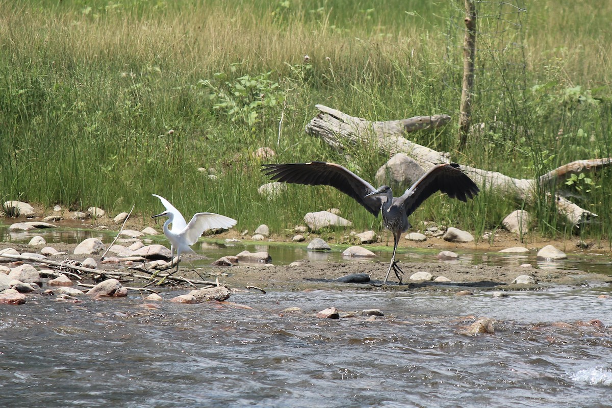 Great Blue Heron - ML471577181