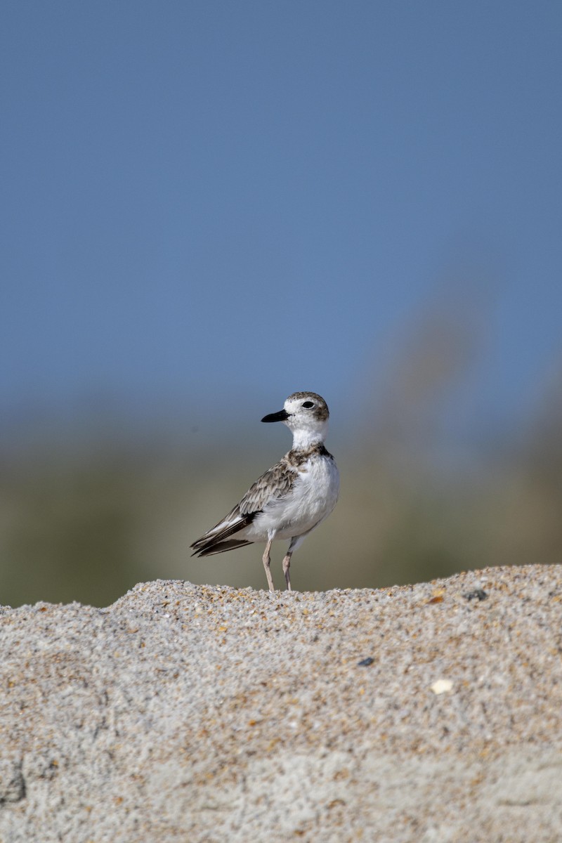 Wilson's Plover - ML471577601