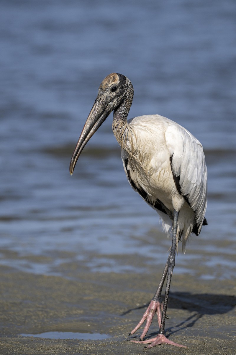 Wood Stork - ML471577791