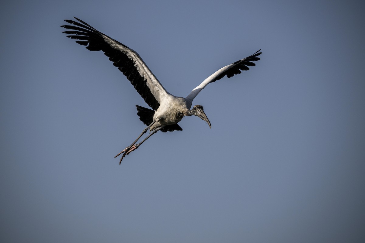 Wood Stork - ML471577811