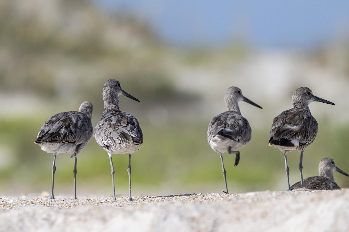 Willet - ML471578341