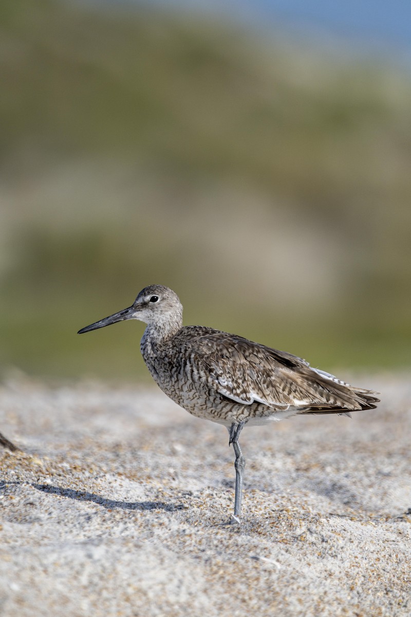 Willet - ML471578421