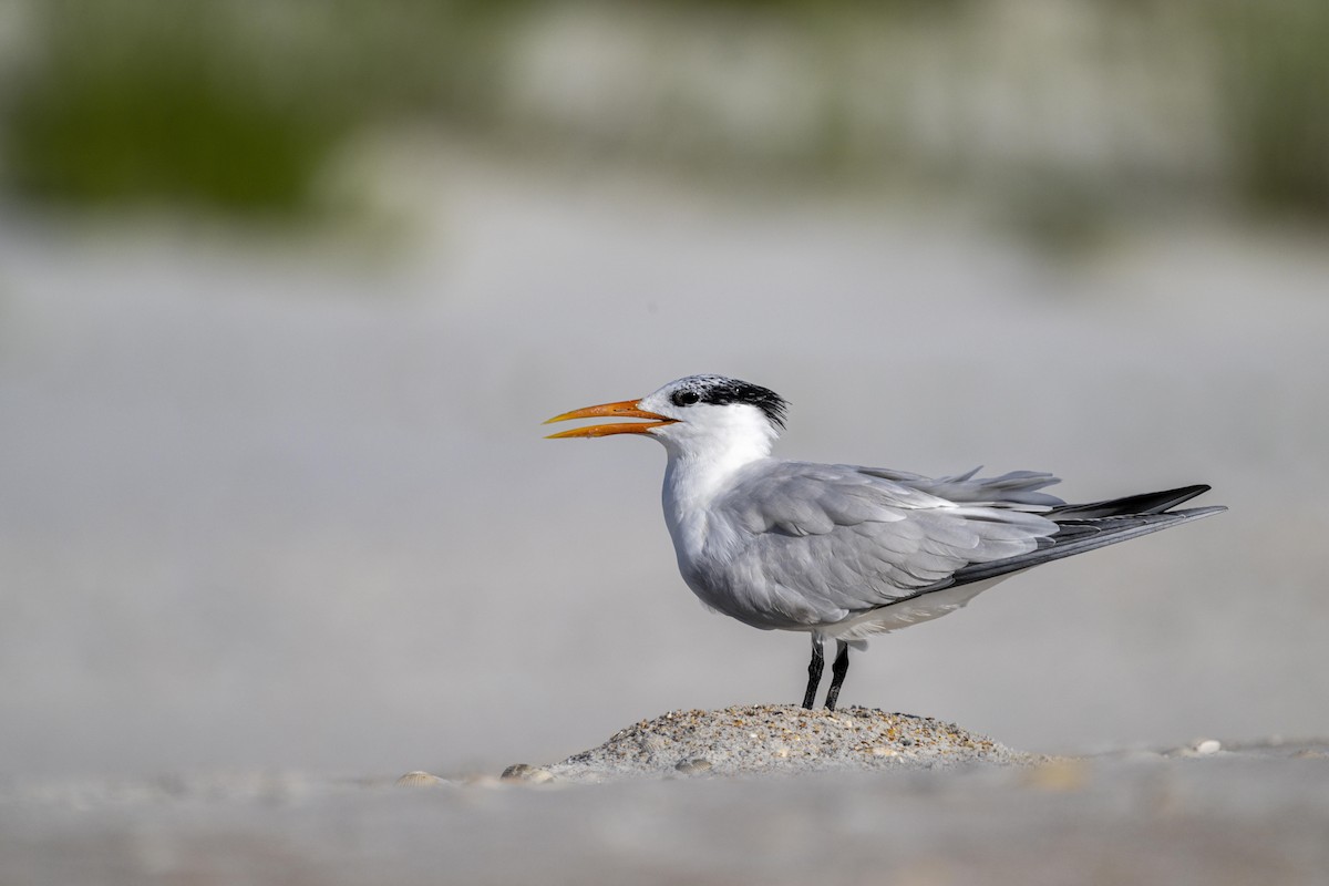 Royal Tern - ML471578701