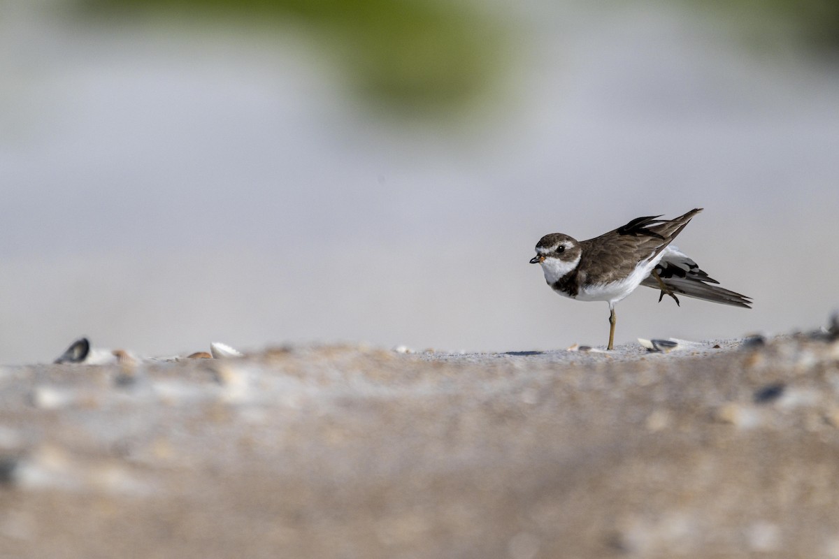 Semipalmated Plover - ML471578831