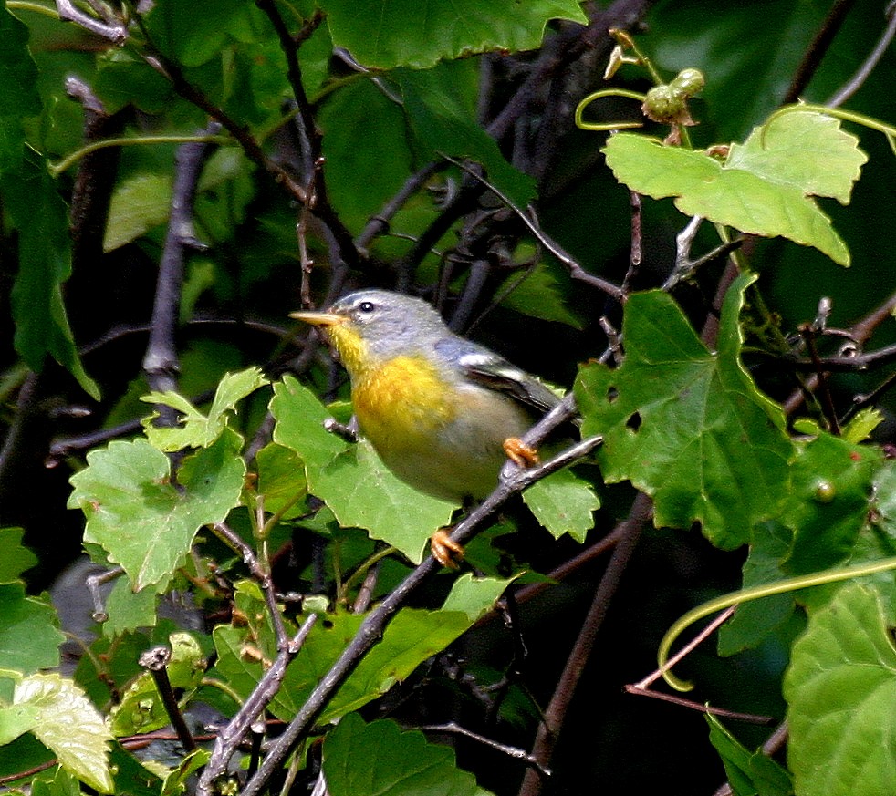 Northern Parula - ML471579011