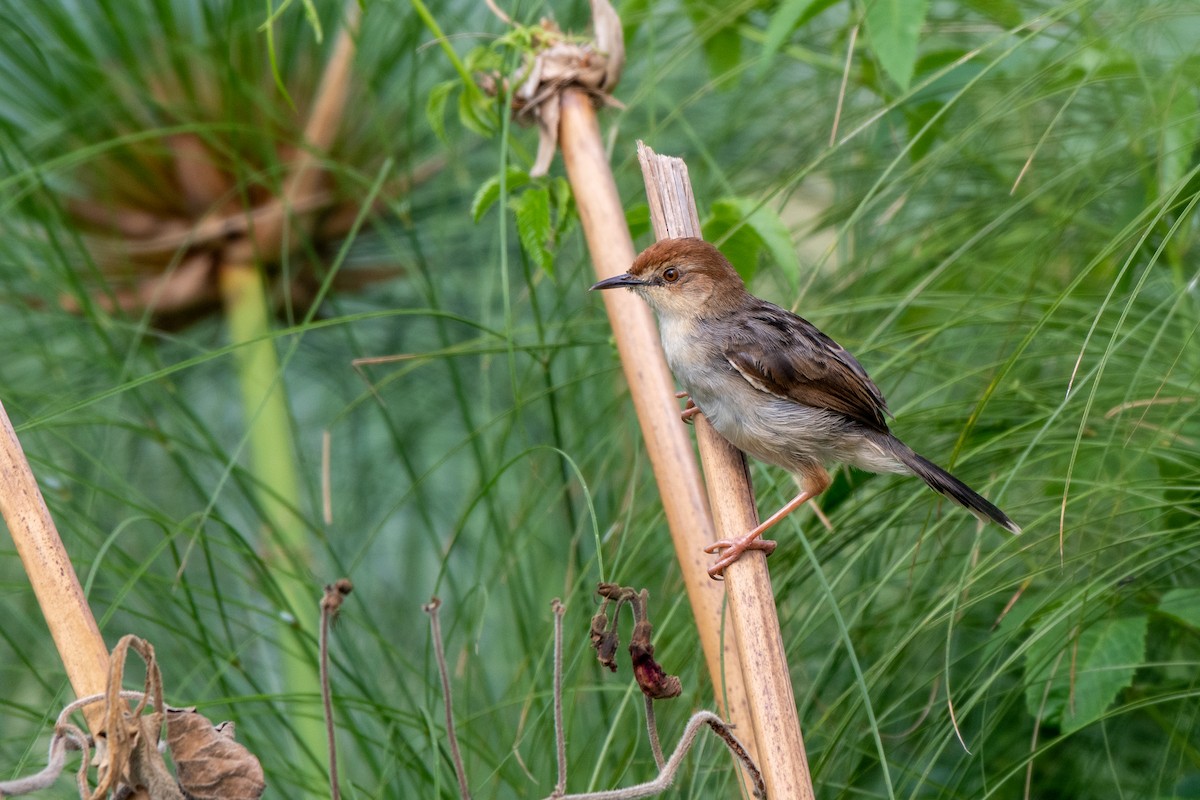 Carruthers's Cisticola - ML471579031